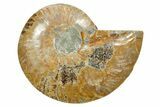 Cut & Polished Ammonite Fossil (Half) - Madagascar #349042-1